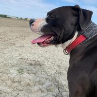 Cane Amstaff