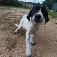 Cuccioli in adozione