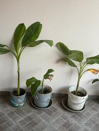 Piante di banano da frutto in vaso