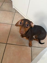 Cucciola di bassotto nano
