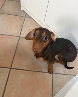 Cucciola di bassotto nano