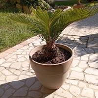 pianta cycas revoluta