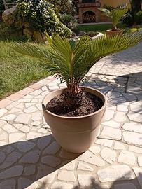 pianta cycas revoluta