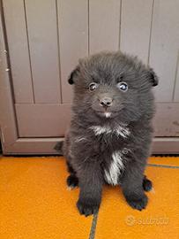 Volpino di Pomerania
