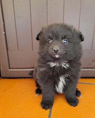 Volpino di Pomerania