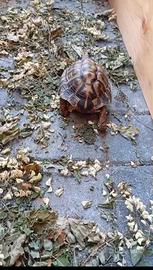 Tartaruga di terra