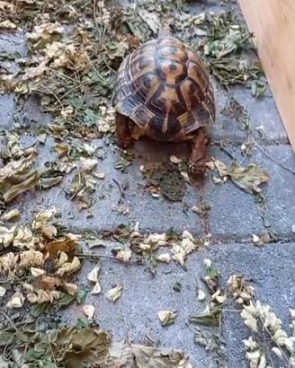 Tartaruga di terra
