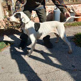 Ariegeois x cinghiale cucciolone iniziato bene