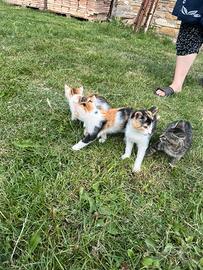 Gattini piccoli