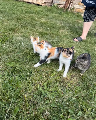 Gattini piccoli