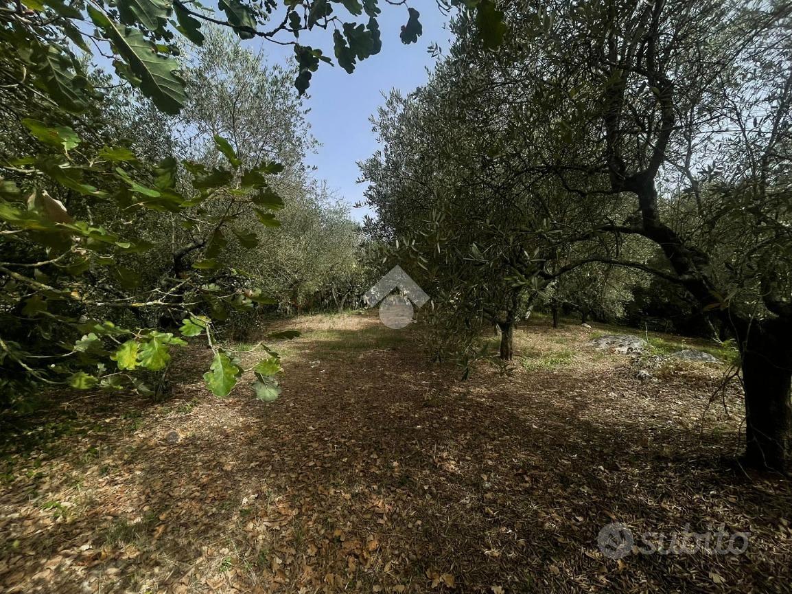 TER. AGRICOLO A PIEDIMONTE SAN GERMANO - Altro