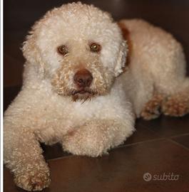 Lagotto esperto cavatore