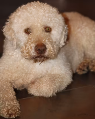 Lagotto esperto cavatore