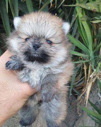 Pomerania