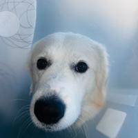 Simil maremmano bianco due anni, dolce e giocherel