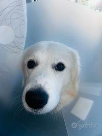 Simil maremmano bianco due anni, dolce e giocherel