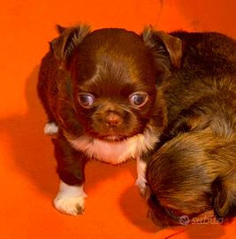 Chihuahua cioccolato