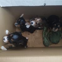 Cuccioli in adozione