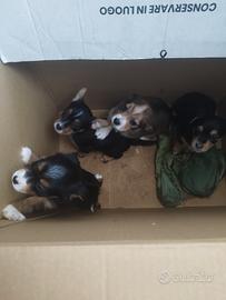 Cuccioli in adozione
