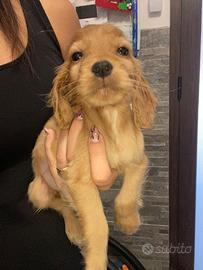 Cuccioli di cocker spaniel con Pedigree Enci