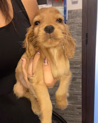 Cuccioli di cocker spaniel con Pedigree Enci