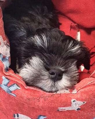 Schnauzer nano nero argentato - Zwerschnauzer