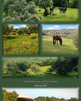 Paddock cavalli anziani