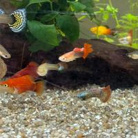 Guppy e porta spada