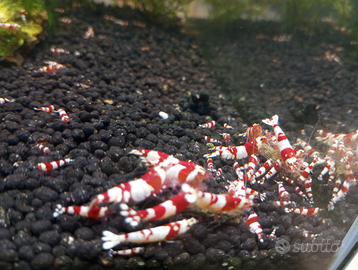 Caridine Crystal Red