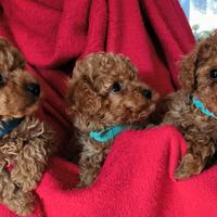 Barboncini con pedigree