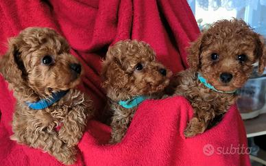 Barboncini con pedigree