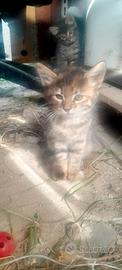Gattini