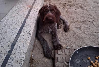 Cuccioloni dhrathaar puri