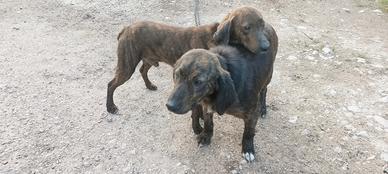 Cani da caccia