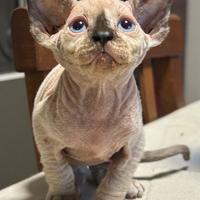 Sphynx