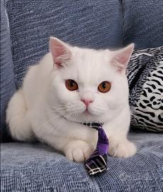 British Shorthair bianci