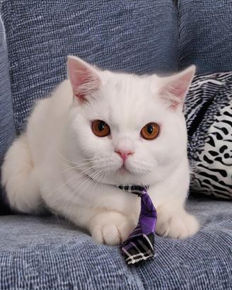 British Shorthair bianci