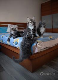 Maine coon cuccioli - gatti - gatto