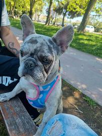 Bulldog Francese Merle
