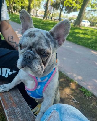 Bulldog Francese Merle