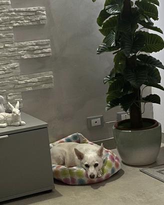 Regalasi cane