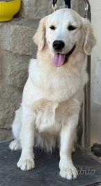 Golden Retriever Angloamericano Femmina