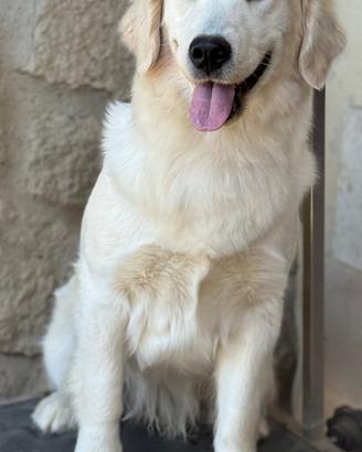Golden Retriever Angloamericano Femmina