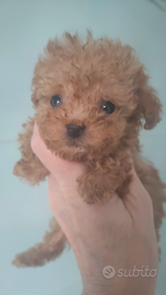 Barboncina albicocca femm