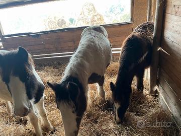 Puledre Gypsy Vanner