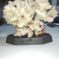 Soprammobile di corallo bianco