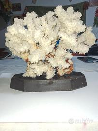 Soprammobile di corallo bianco