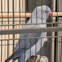 Parrocchetto dal Collare Viola