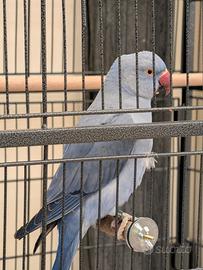 Parrocchetto dal Collare Viola