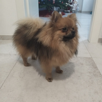 Spitz Tedesco Pomerania